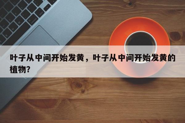 叶子从中间开始发黄，叶子从中间开始发黄的植物？-第1张图片-我家生活百科