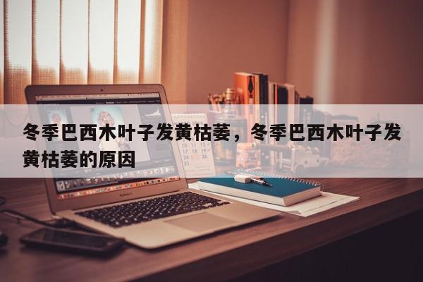 冬季巴西木叶子发黄枯萎，冬季巴西木叶子发黄枯萎的原因-第1张图片-我家生活百科