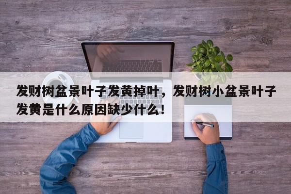发财树盆景叶子发黄掉叶，发财树小盆景叶子发黄是什么原因缺少什么！-第1张图片-我家生活百科