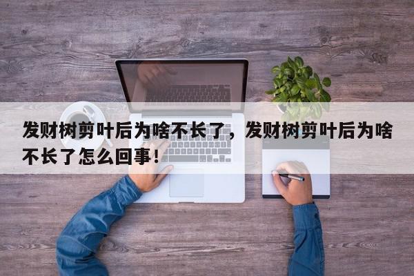 发财树剪叶后为啥不长了，发财树剪叶后为啥不长了怎么回事！-第1张图片-我家生活百科