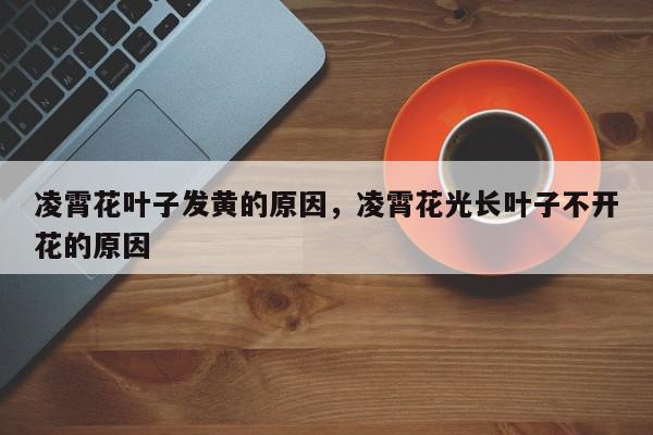 凌霄花叶子发黄的原因，凌霄花光长叶子不开花的原因-第1张图片-我家生活百科