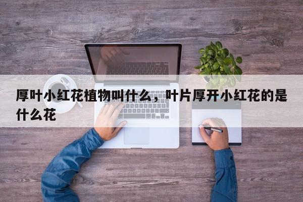 厚叶小红花植物叫什么，叶片厚开小红花的是什么花-第1张图片-我家生活百科