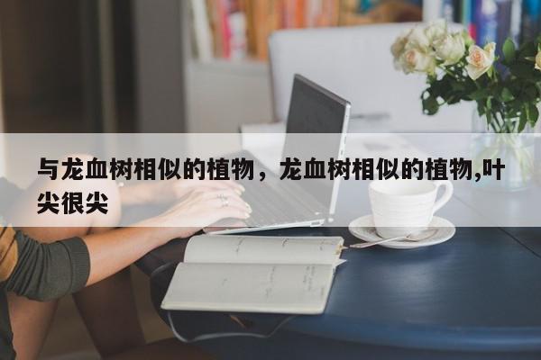 与龙血树相似的植物，龙血树相似的植物,叶尖很尖-第1张图片-我家生活百科