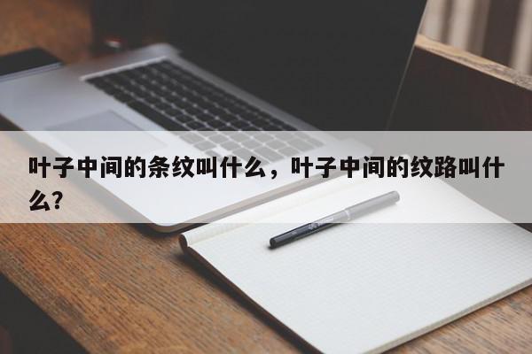 叶子中间的条纹叫什么，叶子中间的纹路叫什么？-第1张图片-我家生活百科
