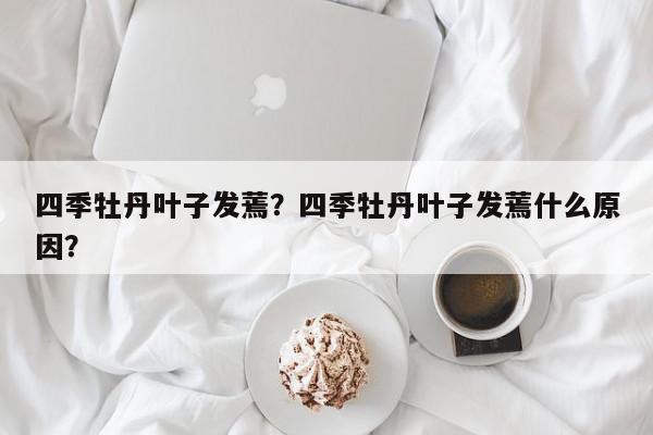 四季牡丹叶子发蔫？四季牡丹叶子发蔫什么原因？-第1张图片-我家生活百科
