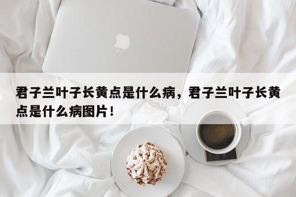 君子兰叶子长黄点是什么病，君子兰叶子长黄点是什么病图片！-第1张图片-我家生活百科