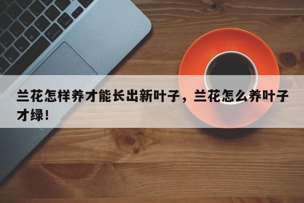 兰花怎样养才能长出新叶子，兰花怎么养叶子才绿！-第1张图片-我家生活百科