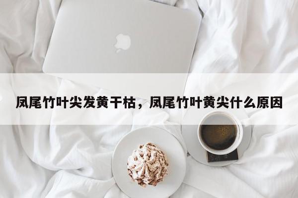 凤尾竹叶尖发黄干枯，凤尾竹叶黄尖什么原因-第1张图片-我家生活百科