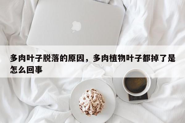 多肉叶子脱落的原因，多肉植物叶子都掉了是怎么回事-第1张图片-我家生活百科