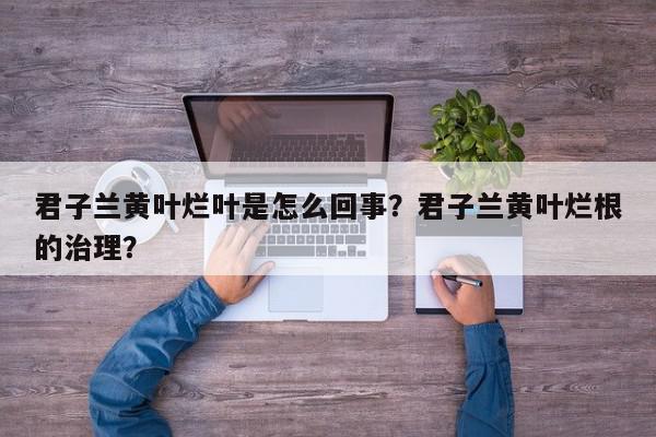 君子兰黄叶烂叶是怎么回事？君子兰黄叶烂根的治理？-第1张图片-我家生活百科