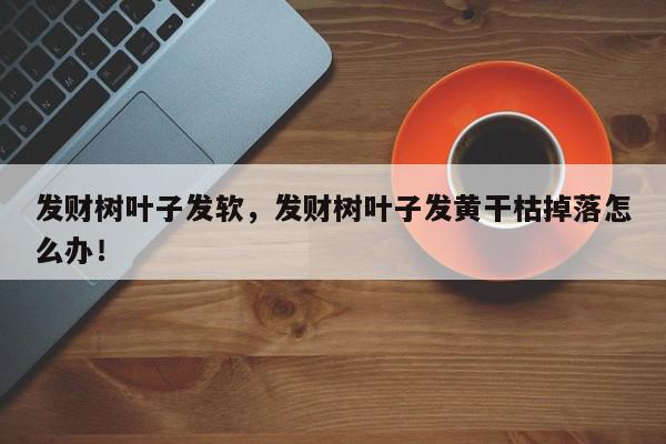 发财树叶子发软，发财树叶子发黄干枯掉落怎么办！-第1张图片-我家生活百科