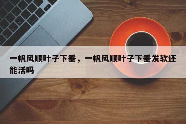一帆风顺叶子下垂，一帆风顺叶子下垂发软还能活吗-第1张图片-我家生活百科