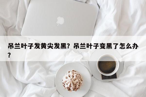 吊兰叶子发黄尖发黑？吊兰叶子变黑了怎么办？-第1张图片-我家生活百科