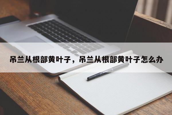 吊兰从根部黄叶子，吊兰从根部黄叶子怎么办-第1张图片-我家生活百科