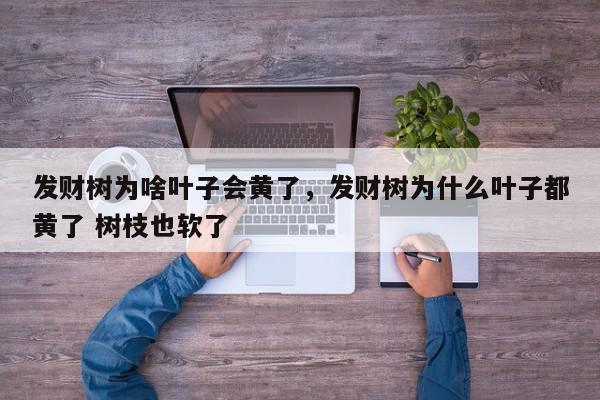 发财树为啥叶子会黄了，发财树为什么叶子都黄了 树枝也软了-第1张图片-我家生活百科