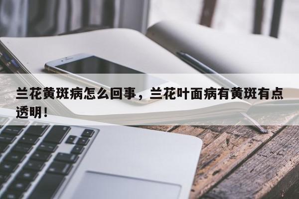 兰花黄斑病怎么回事，兰花叶面病有黄斑有点透明！-第1张图片-我家生活百科
