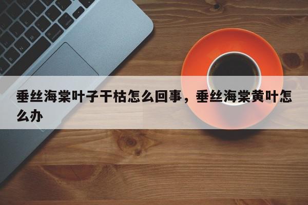 垂丝海棠叶子干枯怎么回事，垂丝海棠黄叶怎么办-第1张图片-我家生活百科