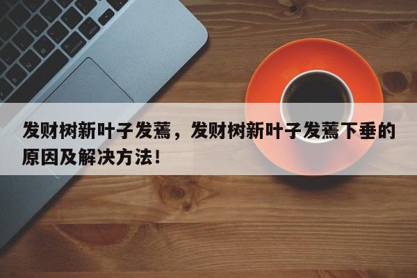 发财树新叶子发蔫，发财树新叶子发蔫下垂的原因及解决方法！-第1张图片-我家生活百科