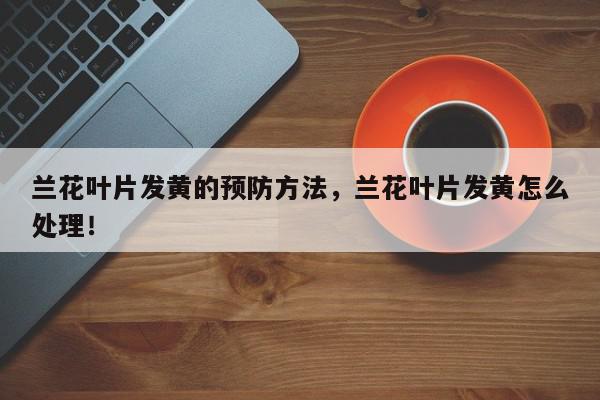 兰花叶片发黄的预防方法，兰花叶片发黄怎么处理！-第1张图片-我家生活百科