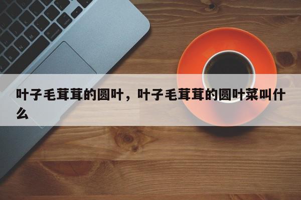 叶子毛茸茸的圆叶，叶子毛茸茸的圆叶菜叫什么-第1张图片-我家生活百科