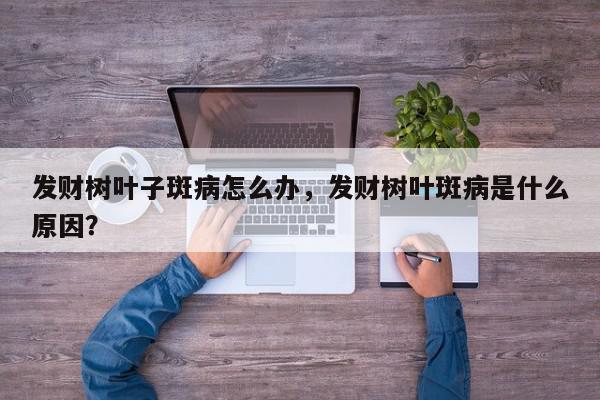 发财树叶子斑病怎么办，发财树叶斑病是什么原因？-第1张图片-我家生活百科