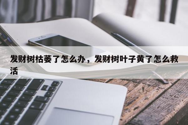 发财树枯萎了怎么办，发财树叶子黄了怎么救活-第1张图片-我家生活百科