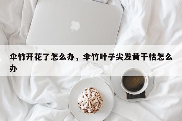 伞竹开花了怎么办，伞竹叶子尖发黄干枯怎么办-第1张图片-我家生活百科