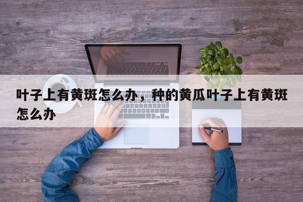 叶子上有黄斑怎么办，种的黄瓜叶子上有黄斑怎么办-第1张图片-我家生活百科