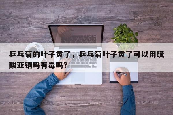 乒乓菊的叶子黄了，乒乓菊叶子黄了可以用硫酸亚铜吗有毒吗？-第1张图片-我家生活百科