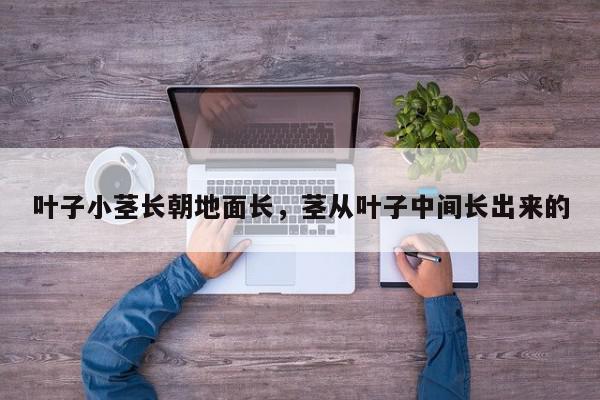 叶子小茎长朝地面长，茎从叶子中间长出来的-第1张图片-我家生活百科