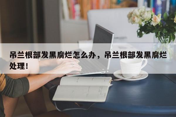 吊兰根部发黑腐烂怎么办，吊兰根部发黑腐烂处理！-第1张图片-我家生活百科