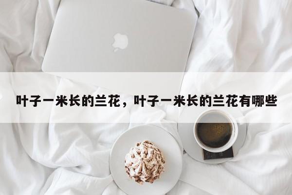 叶子一米长的兰花，叶子一米长的兰花有哪些-第1张图片-我家生活百科