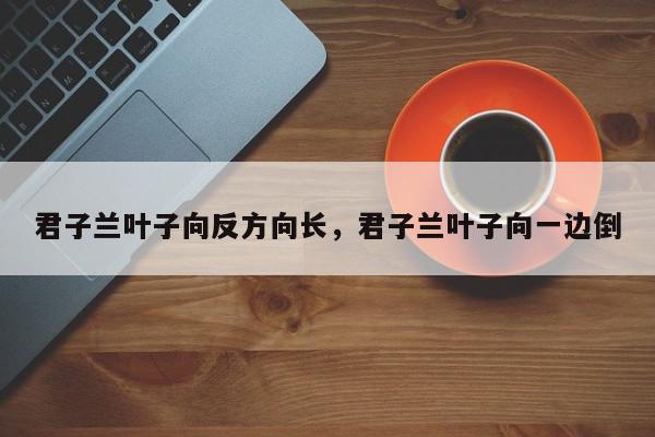 君子兰叶子向反方向长，君子兰叶子向一边倒-第1张图片-我家生活百科