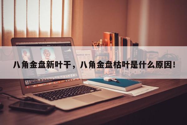 八角金盘新叶干，八角金盘枯叶是什么原因！-第1张图片-我家生活百科