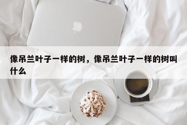 像吊兰叶子一样的树，像吊兰叶子一样的树叫什么-第1张图片-我家生活百科