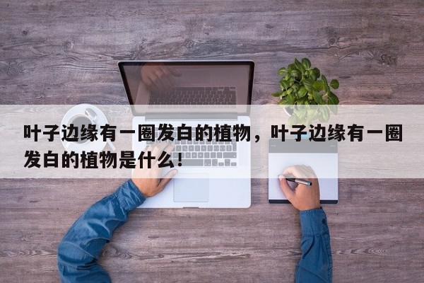 叶子边缘有一圈发白的植物，叶子边缘有一圈发白的植物是什么！-第1张图片-我家生活百科