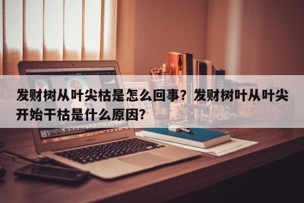 发财树从叶尖枯是怎么回事？发财树叶从叶尖开始干枯是什么原因？-第1张图片-我家生活百科