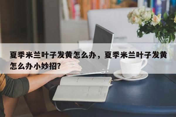 夏季米兰叶子发黄怎么办，夏季米兰叶子发黄怎么办小妙招？-第1张图片-我家生活百科