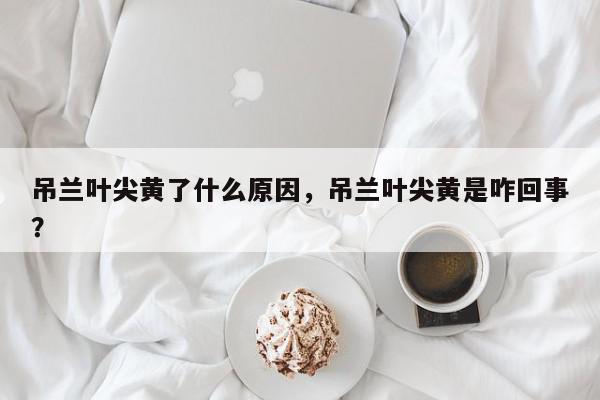 吊兰叶尖黄了什么原因，吊兰叶尖黄是咋回事？-第1张图片-我家生活百科