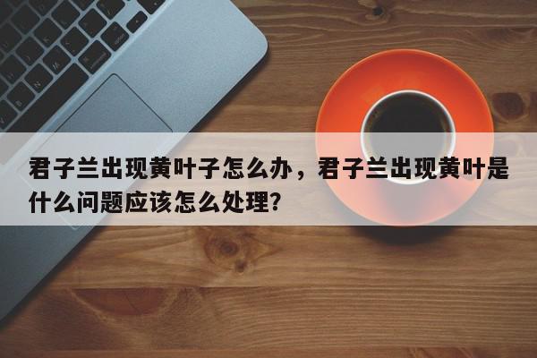 君子兰出现黄叶子怎么办，君子兰出现黄叶是什么问题应该怎么处理？-第1张图片-我家生活百科