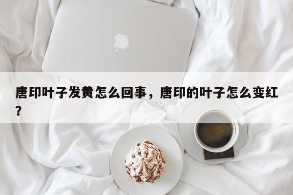 唐印叶子发黄怎么回事，唐印的叶子怎么变红？-第1张图片-我家生活百科
