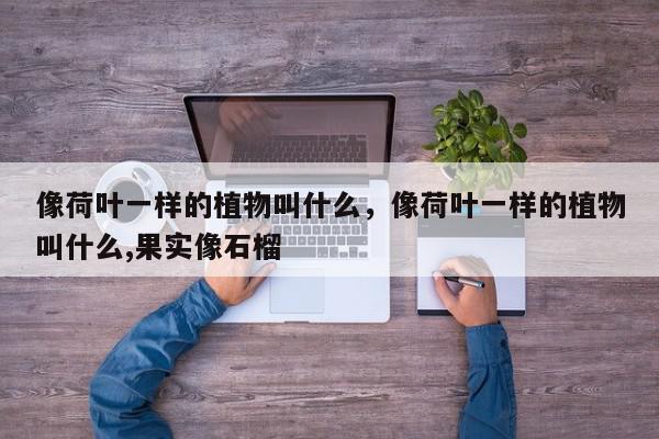 像荷叶一样的植物叫什么，像荷叶一样的植物叫什么,果实像石榴-第1张图片-我家生活百科