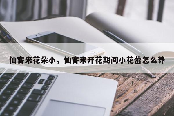 仙客来花朵小，仙客来开花期间小花蕾怎么养-第1张图片-我家生活百科