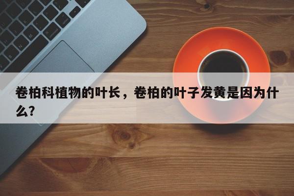 卷柏科植物的叶长，卷柏的叶子发黄是因为什么？-第1张图片-我家生活百科