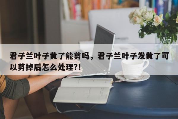 君子兰叶子黄了能剪吗，君子兰叶子发黄了可以剪掉后怎么处理?！-第1张图片-我家生活百科