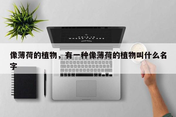 像薄荷的植物，有一种像薄荷的植物叫什么名字-第1张图片-我家生活百科