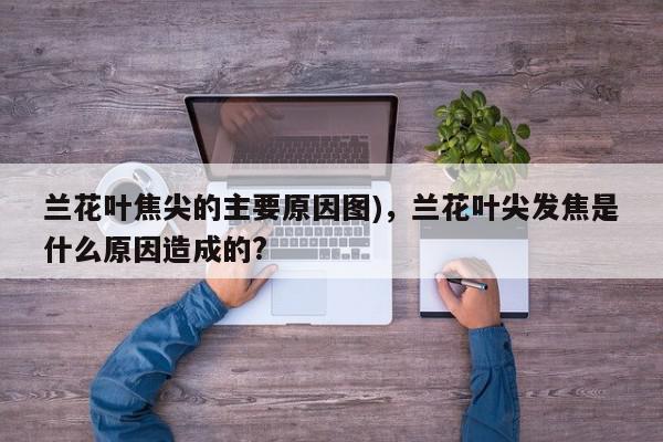 兰花叶焦尖的主要原因图)，兰花叶尖发焦是什么原因造成的?-第1张图片-我家生活百科