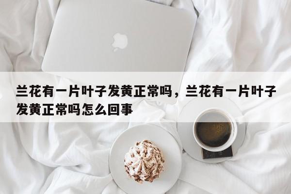 兰花有一片叶子发黄正常吗，兰花有一片叶子发黄正常吗怎么回事-第1张图片-我家生活百科