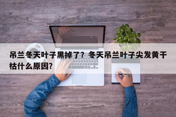吊兰冬天叶子黑掉了？冬天吊兰叶子尖发黄干枯什么原因？-第1张图片-我家生活百科