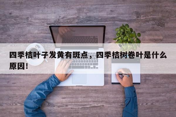 四季桔叶子发黄有斑点，四季桔树卷叶是什么原因！-第1张图片-我家生活百科
